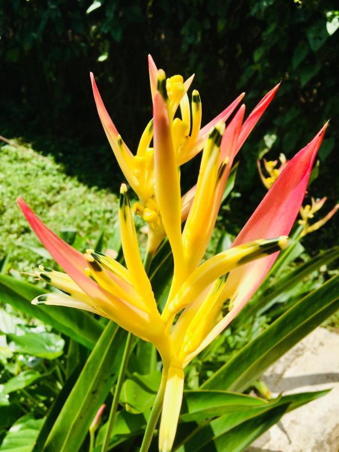 Casa Salvaje Vacation Rentals Bocas Town Kültér fotó